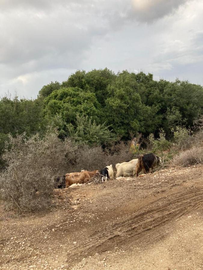 Benichuta Daire Mitzpe Hila Dış mekan fotoğraf